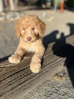Scout, a male Soft Coated Wheaten Terrier and Poodle - Miniature  for sale in Pinon Hills, CA – 3 of 6
