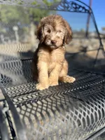 Buddy, a male Poodle - Miniature  and Whoodle for sale in Pinon Hills, CA – 4 of 5