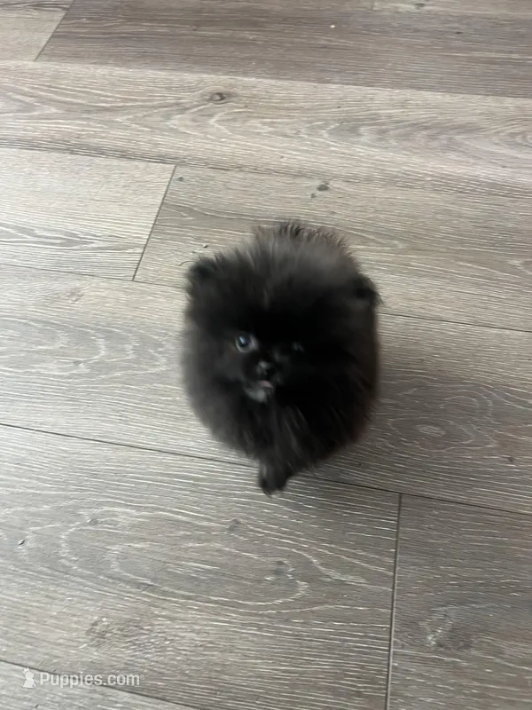 Duchess – Pomeranian puppy for sale in Pinon Hills, CA