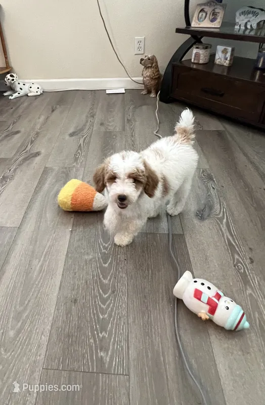 Oliver  – Poodle - Miniature  puppy for sale in Pinon Hills, CA