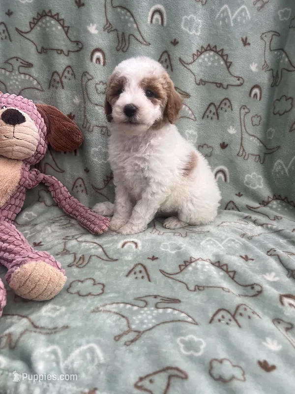 Chopper – Poodle - Miniature  puppy for sale in Pinon Hills, CA
