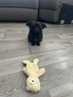 Male pomapoo, a male Pomeranian and Poodle - Toy  for sale in Pinon Hills, CA – 7 of 7