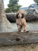 Mocha , a female Poodle - Miniature  for sale in Pinon Hills, CA – 3 of 5