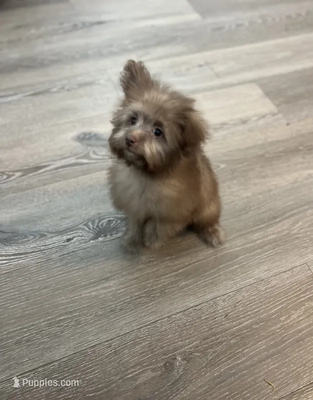 Coco – Pomapoo puppy for sale in Pinon Hills, CA