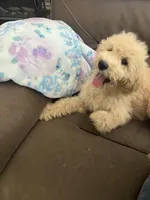 Peanut, a male Poodle - Standard  for sale in Pinon Hills, CA – 2 of 5