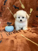 Belle, a female Pomapoo for sale in Pinon Hills, CA – 4 of 6