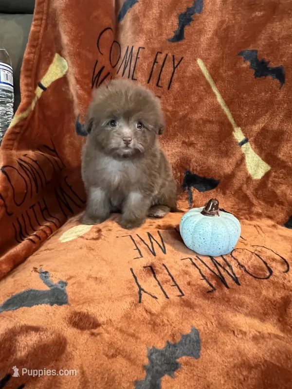 Mocha – Pomapoo puppy for sale in Pinon Hills, CA