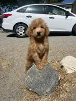 Copper, a male Poodle - Miniature  for sale in Pinon Hills, CA – 3 of 3