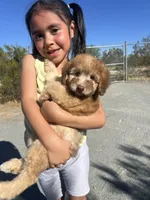 Mickey Green Eyes, a male Soft Coated Wheaten Terrier and Poodle - Miniature  for sale in Pinon Hills, CA – 2 of 6