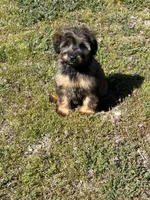 Rose , a female Soft Coated Wheaten Terrier and Poodle - Miniature  for sale in Pinon Hills, CA – Photo 5 of 5