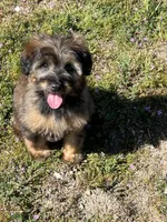 Rose , a female Soft Coated Wheaten Terrier and Poodle - Miniature  for sale in Pinon Hills, CA – Photo 2 of 5