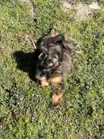 Rose , a female Soft Coated Wheaten Terrier and Poodle - Miniature  for sale in Pinon Hills, CA – Photo 4 of 5