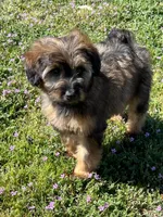 Rose , a female Soft Coated Wheaten Terrier and Poodle - Miniature  for sale in Pinon Hills, CA – Photo 1 of 5