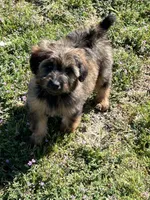 Rose , a female Soft Coated Wheaten Terrier and Poodle - Miniature  for sale in Pinon Hills, CA – Photo 3 of 5