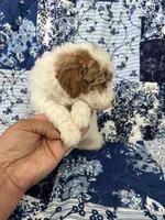 Chopper, a male Poodle - Miniature  for sale in Pinon Hills, CA – 4 of 7