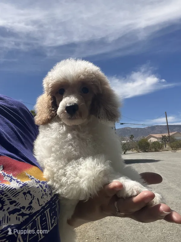 Duke  – Poodle - Miniature  puppy for sale in Pinon Hills, CA