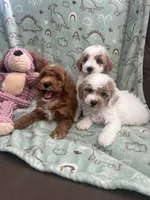 Chester, a male Poodle - Miniature  for sale in Pinon Hills, CA – 5 of 7