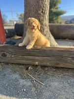 Scout, a male Soft Coated Wheaten Terrier and Poodle - Miniature  for sale in Pinon Hills, CA – 6 of 6