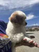 Duke , a male Poodle - Miniature  for sale in Pinon Hills, CA – 2 of 4