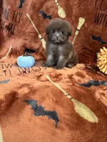 Mocha, a female Pomapoo for sale in Pinon Hills, CA – 2 of 6