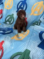 Hershey, a male Poodle - Toy  for sale in Pinon Hills, CA – 4 of 4
