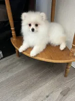 Ellie, a female Pomeranian for sale in Pinon Hills, CA – 4 of 5