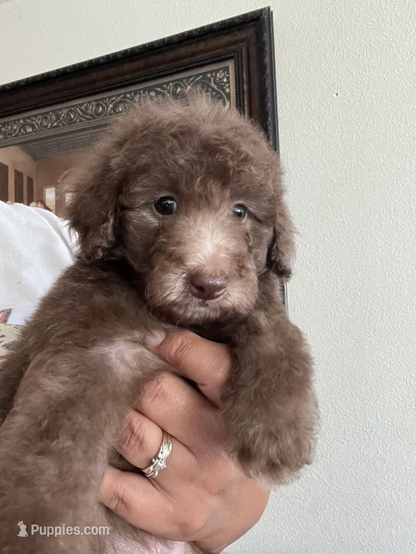 Woody  – Poodle - Toy  puppy for sale in Pinon Hills, CA
