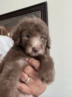 Woody , a male Poodle - Toy  for sale in Pinon Hills, CA – 3 of 5