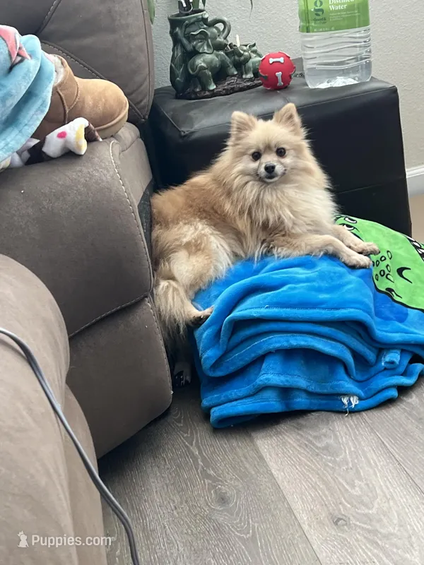 Shimmer, a female Pomeranian for sale in Pinon Hills, CA – Photo 1 of 1