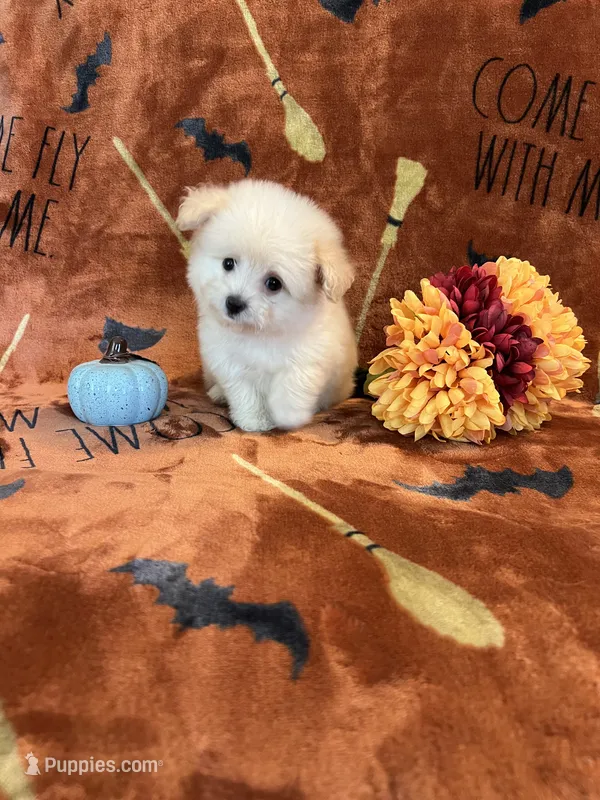 Belle – Pomapoo puppy for sale in Pinon Hills, CA