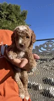 Bailey, a male Poodle - Miniature  for sale in Pinon Hills, CA – 1 of 5