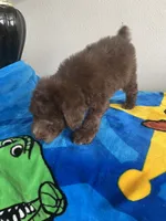 Woody , a male Poodle - Toy  for sale in Pinon Hills, CA – 5 of 5