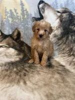 Ranger, a male Soft Coated Wheaten Terrier and Poodle - Miniature  for sale in Pinon Hills, CA – Photo 3 of 5