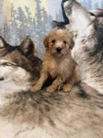 Ranger, a male Soft Coated Wheaten Terrier and Poodle - Miniature  for sale in Pinon Hills, CA – Photo 4 of 5