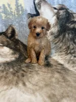Ranger, a male Soft Coated Wheaten Terrier and Poodle - Miniature  for sale in Pinon Hills, CA – Photo 5 of 5