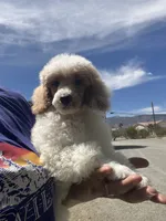 Duke, a male Poodle - Miniature  for sale in Pinon Hills, CA – 4 of 6