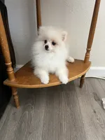 Ellie, a female Pomeranian for sale in Pinon Hills, CA – 5 of 5