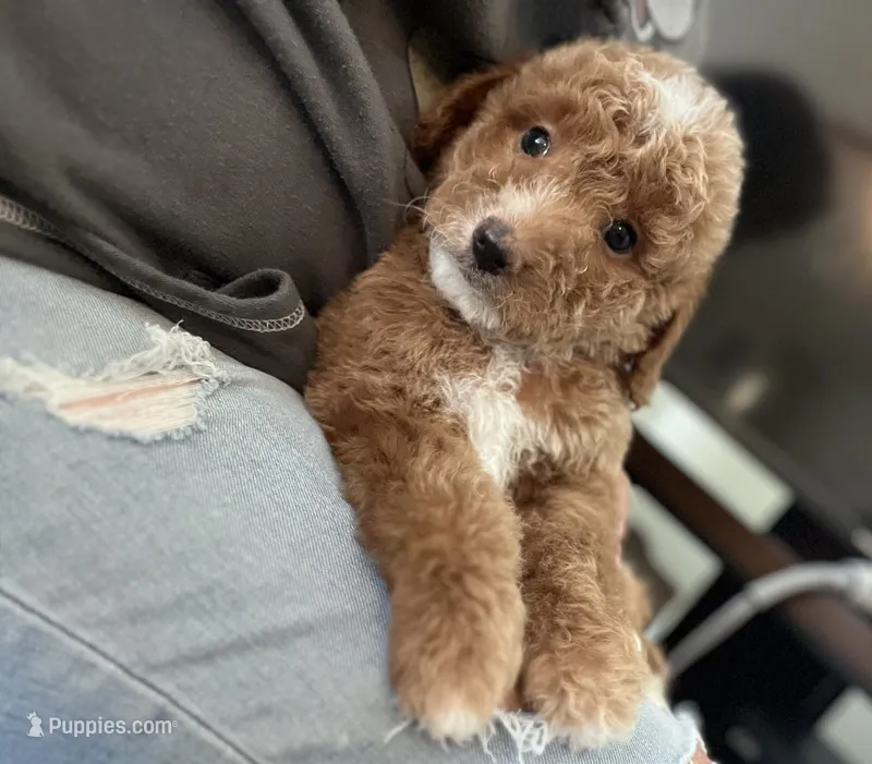 Bailey – Poodle - Miniature  puppy for sale in Pinon Hills, CA