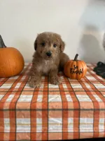 Rusty, a male Poodle - Miniature  for sale in Pinon Hills, CA – 2 of 5
