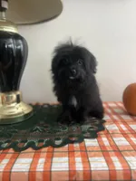 Male pomapoo, a male Pomeranian and Poodle - Toy  for sale in Pinon Hills, CA – 4 of 7