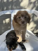 Mickey Green Eyes, a male Soft Coated Wheaten Terrier and Poodle - Miniature  for sale in Pinon Hills, CA – 6 of 6