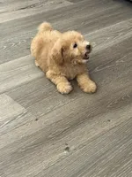 Jessie, a female Poodle - Toy  for sale in Pinon Hills, CA – 3 of 5
