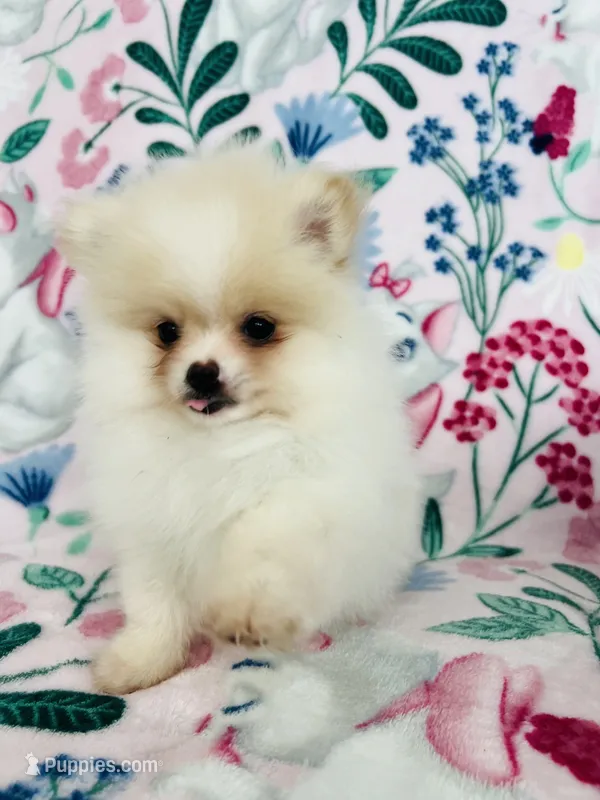 Kiara – Pomeranian puppy for sale in Pinon Hills, CA