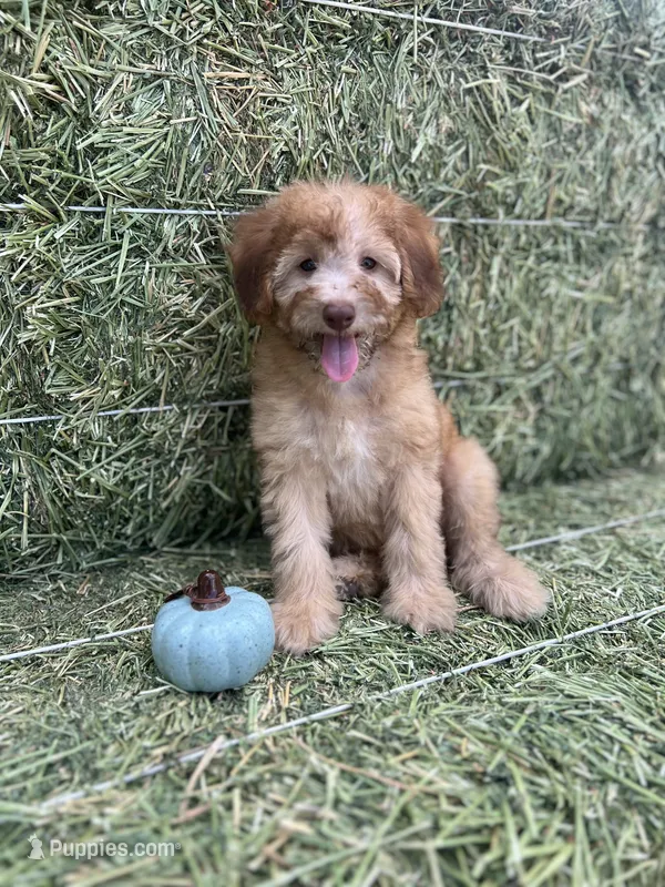Mickey Green Eyes – Soft Coated Wheaten Terrier, Poodle - Miniature  puppy for sale in Pinon Hills, CA