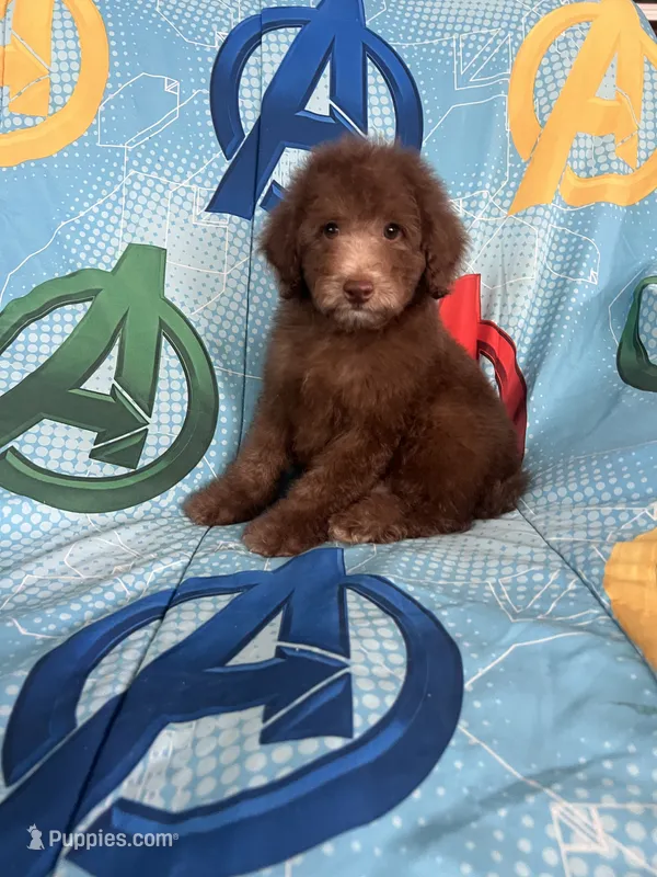 Hershey – Poodle - Toy  puppy for sale in Pinon Hills, CA