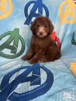 Hershey, a male Poodle - Toy  for sale in Pinon Hills, CA – 1 of 4