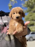 Rusty, a male Poodle - Miniature  for sale in Pinon Hills, CA – 3 of 5