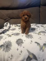Rory, a male Poodle - Miniature  for sale in Pinon Hills, CA – 3 of 4