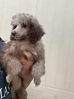 Mocha , a female Poodle - Miniature  for sale in Pinon Hills, CA – 5 of 5