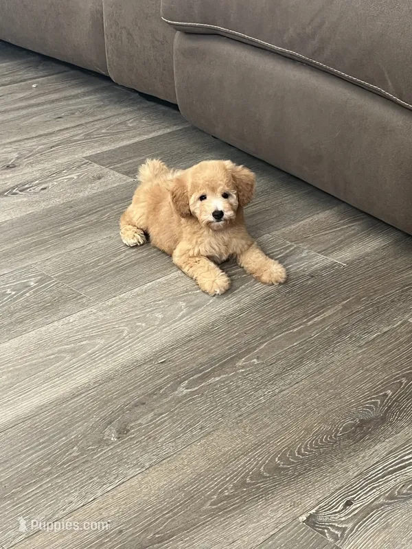Jessie – Poodle - Toy  puppy for sale in Pinon Hills, CA